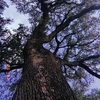 liveoak007 liveoak007